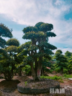 20公分造型椤木石楠