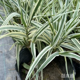 高度35厘米芦苇