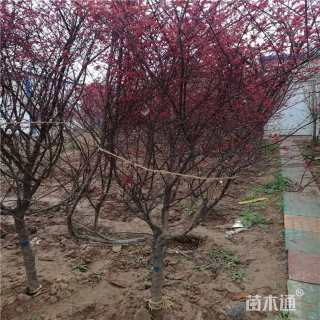 7公分红枫