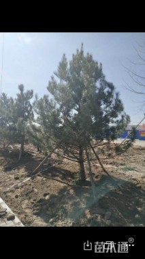 高度400厘米油松