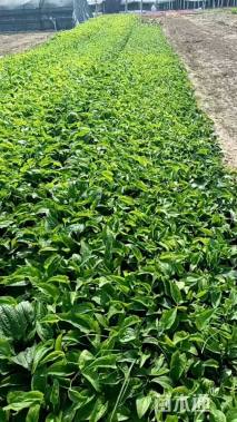 高度16厘米松果菊