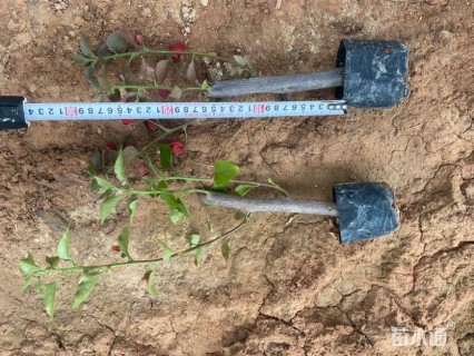 高度25厘米三角梅