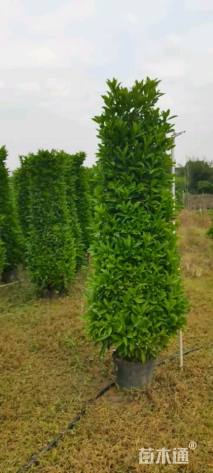 高度180厘米非洲茉莉