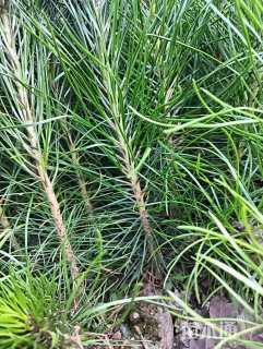 高度20厘米油松