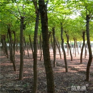 8公分刺槐