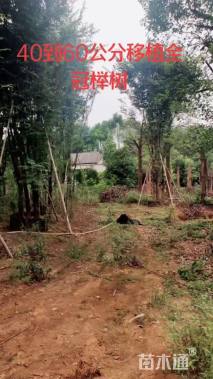 40公分榉树