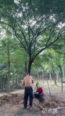 20公分造型朴树