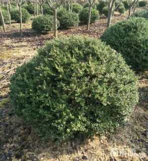 冠幅120厘米龟甲冬青球