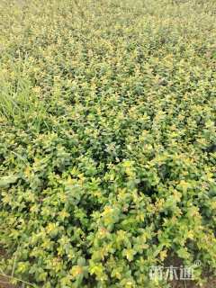 高度40厘米金丝梅