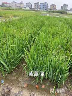 高度30厘米香蒲