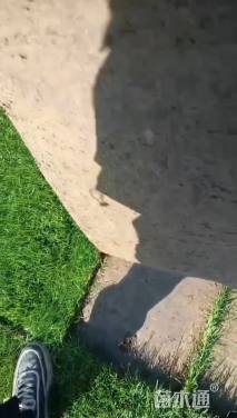 草卷状果岭草