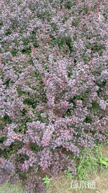 高度50厘米红叶小檗