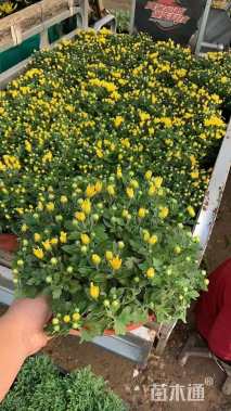 高度30厘米菊花