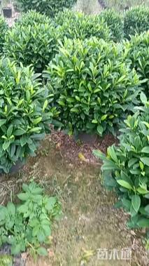 高度100厘米非洲茉莉