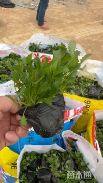 高度20厘米芙蓉菊