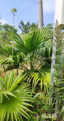 裸干高20厘米蒲葵