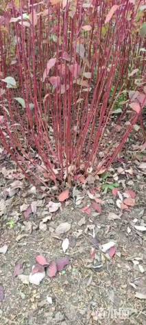 高度80厘米红瑞木