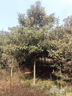 10公分枇杷