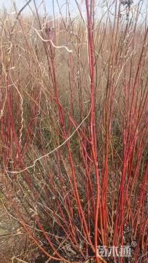 高度100厘米红瑞木