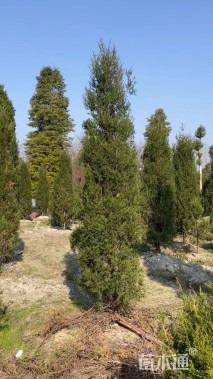 高度300厘米塔柏