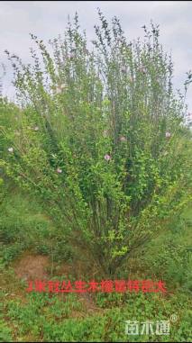 高度300厘米木槿