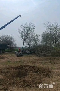 14公分速生国槐