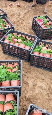 高度10厘米矮牵牛