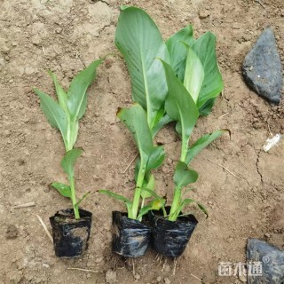 高度50厘米水生美人蕉