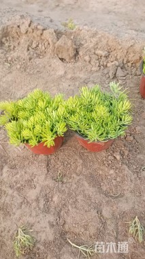 高度15厘米黄金条