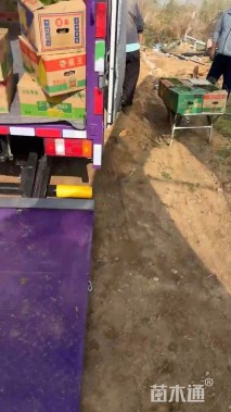 高度40厘米黄菖蒲