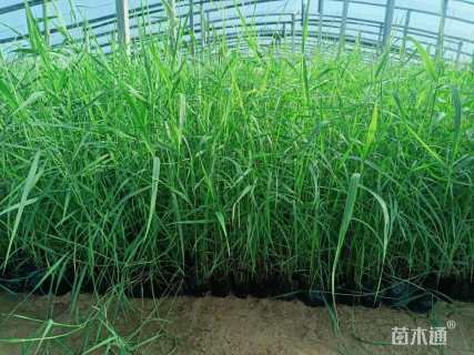 高度30厘米细叶芦苇