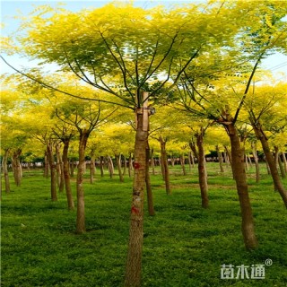 10公分金叶槐