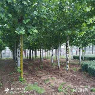 15公分速生法桐