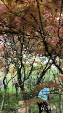 8公分红枫