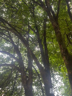 30公分桂花