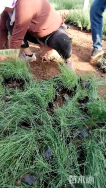 高度30厘米粉黛乱子草