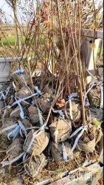 高度150厘米五角枫小苗