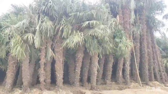 裸干高300厘米棕榈