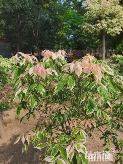 高度150厘米花叶复叶槭