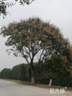 30公分栾树
