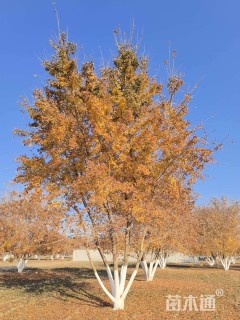 高度700厘米丛生元宝枫