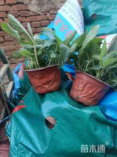 高度15厘米荷兰菊