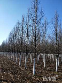 20公分彩叶豆梨