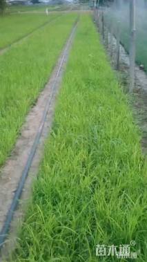 高度15厘米麦冬