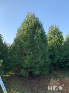 高度510厘米白皮松