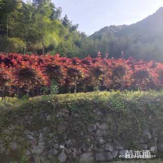 3公分红枫