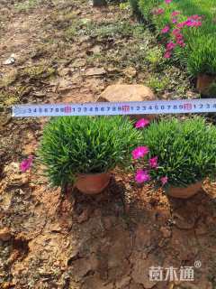 高度15厘米欧石竹