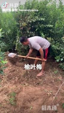 12公分榆叶梅