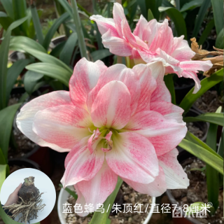 重瓣朱顶红种球