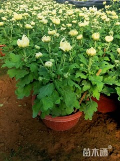 高度60厘米菊花